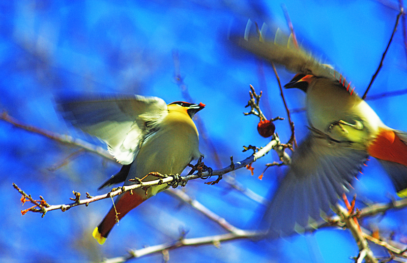 Berry Time by Ray Holmberg